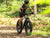 Velowave Ranger Fat Tire Electric Bike